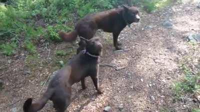 Jackson, Cash, and X staying still on command, before getting the signal they're free to go. Bred to herd, they've been taught to freeze while controlling sheep movements