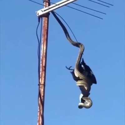 Snake wraps up a bird as it dangles upside down