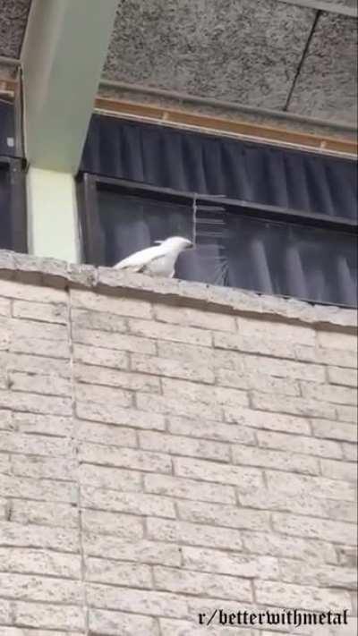 Anarchist cockatoo tears down spikes. No gods, no masters. (with metal)