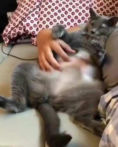 Belly rub time.. <3