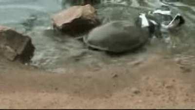 Turtle catches a bird for dinner!