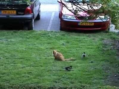 Cat entered the wrong neighbourhood