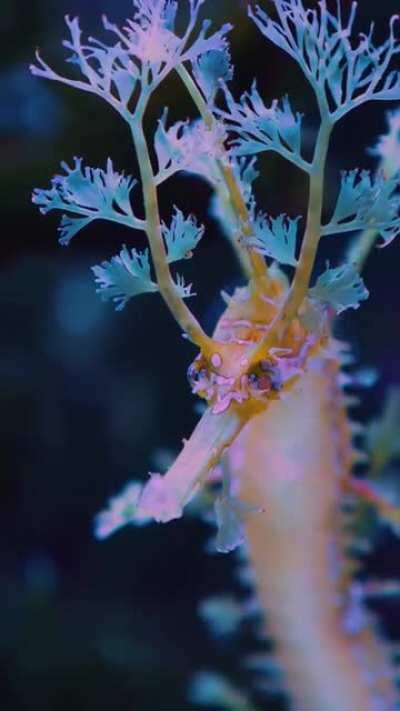 🔥 Close up of a leafy sea dragon seahorse underwater.