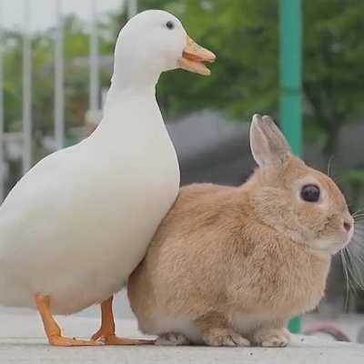 henlo there , its honk and chonk