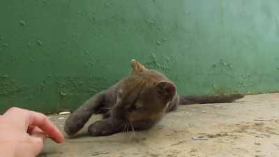 Jaguarundi's got da paws, hope you are smitten with his mittens.