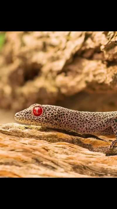 Burton’s Legless Lizard Vs. Golden Tailed Gecko