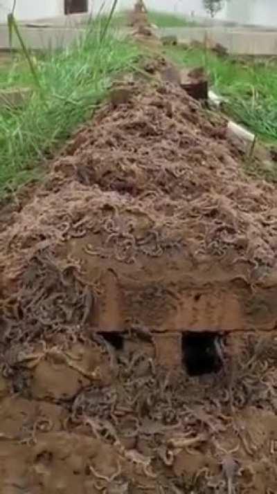 A scorpion nest.