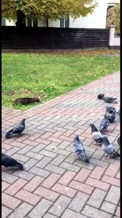 The cat hunts pigeons. Successfully. Kaliningrad. October 2021