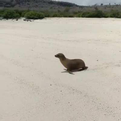 🔥 A seal at a beach