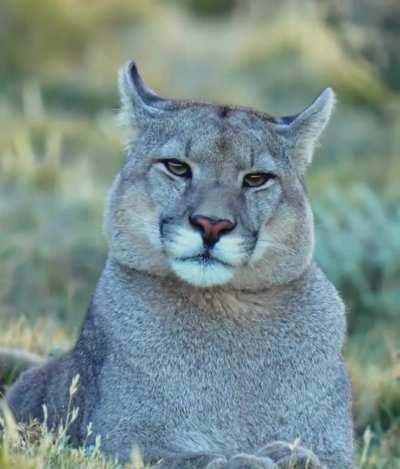 A Wild Puma Vocalizing In A Unique Way