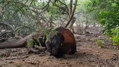 Komodo dragon catches and eats a flying fox