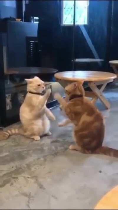 Kitties playing with each other