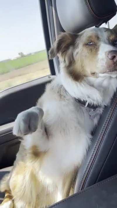 My sister’s Aussie tries very hard to stay awake in the car (OC)