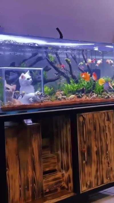 Top tier fish tank.