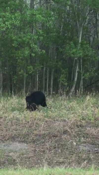 Beaver picks a fight with a black bear