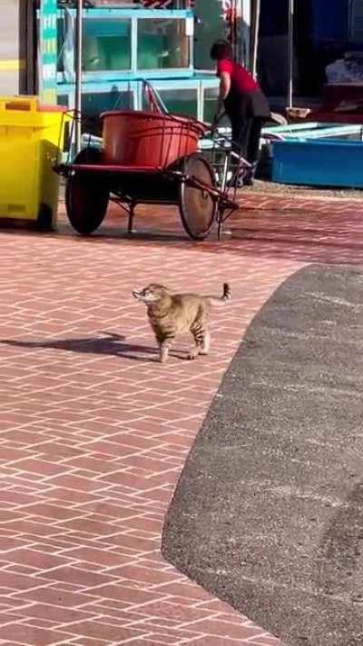 A cat living the happiest day of his life