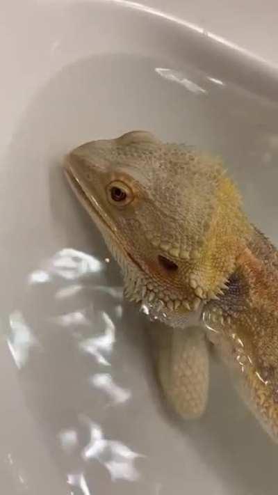 My first time seeing Baron drink water during his bath. He seems very satisfied with himself