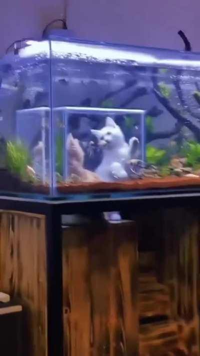 Top tier fish tank.