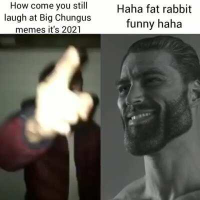 Fat rabbit funny