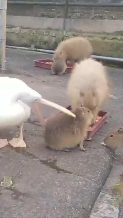 To eat this Capybara.