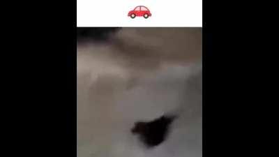 caw a car