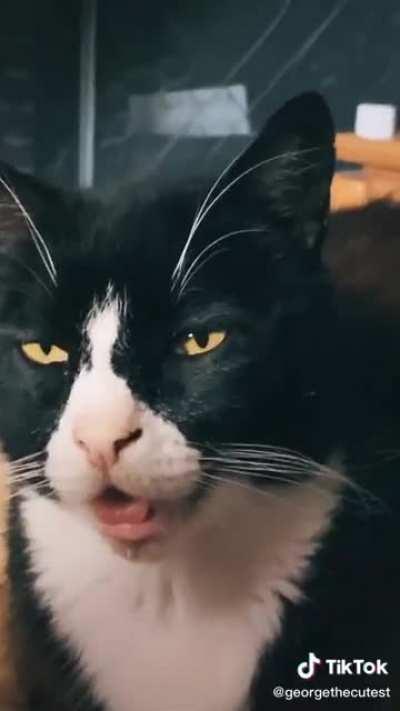 When that grade A catnip kicks in