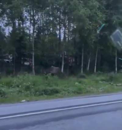 This momma moose chasing down a grizzly that got too close to her calf