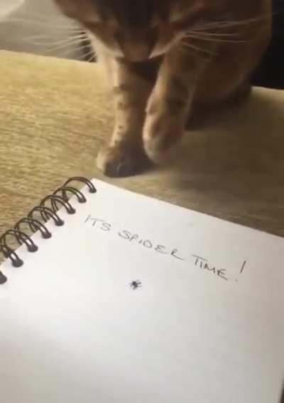 Cat can't distinguish spider vs drawing