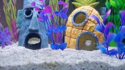 My Puffers in their homes!