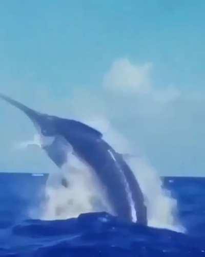 🔥 An absolute monster of a swordfish breaching the waves 🔥