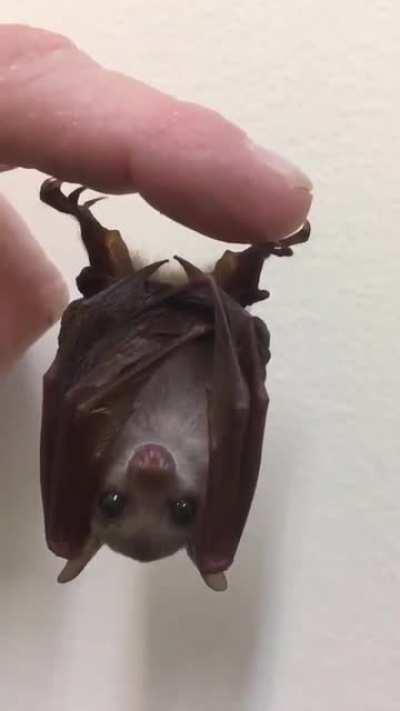 Cute lil bat