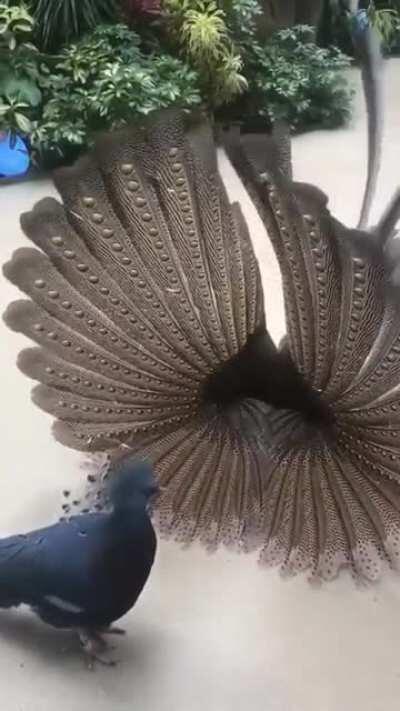 🔥 Male Argus pheasant flirting with female Victoria crown