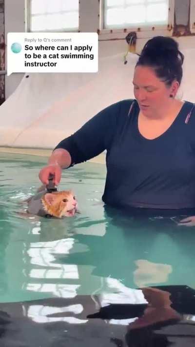 Orange cat yells at swim instructor