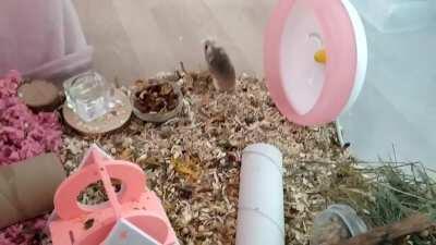 Hamster playpen zoomies