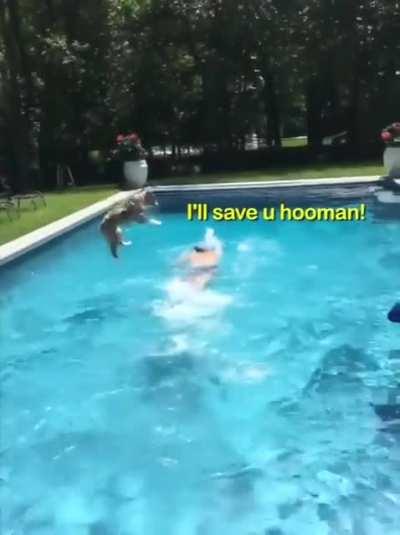 Gotta save my hooman