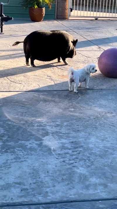 Graceful pig plays with her ball