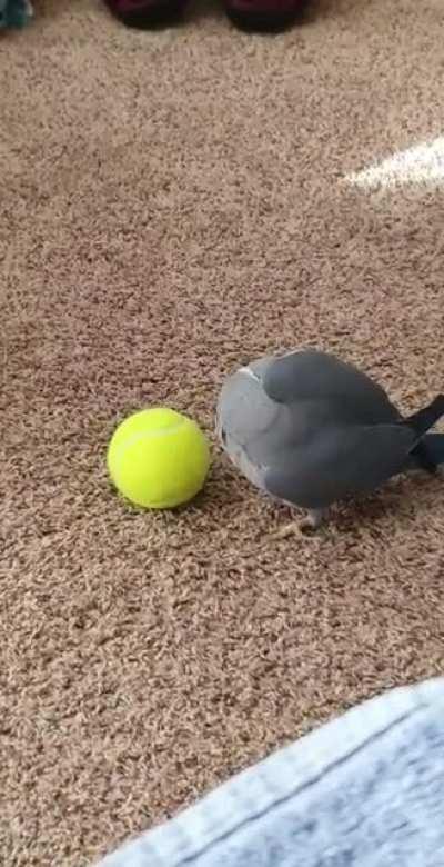 Bird pretends to be dog in order to distract humans from his many unsolved war crimes