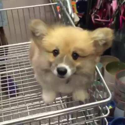 Corgi boye excited to shop