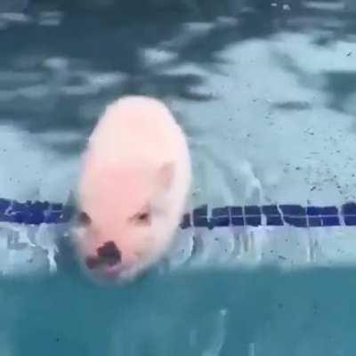 Listen to those swimming oinks