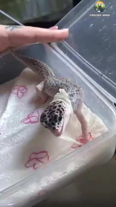 cute leopard gecko changing skin