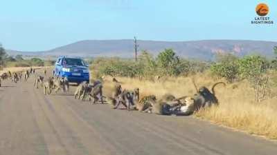 Leopard makes a grave mistake attacking a band of baboons.