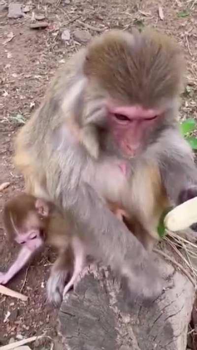 🔥 the way this monkey prepares its banana before eating. it’s behaviour is so similar to humans that it’s oddly fascinating to watch