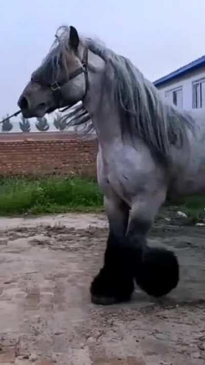 Just a massive horse