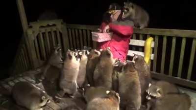 Nice Man Feeds Raccoons