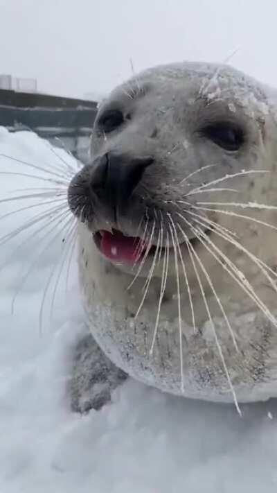 Sea doggo