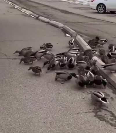 Some cute ducks eating bread (and a lynx for legal reason)