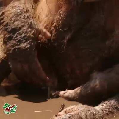 Can't get over this. The dramatic music. The belly. The lips. The way he pauses to think before attempting to smash his face into the mud again. From the Borneo Orangutan Survival UK on IG.