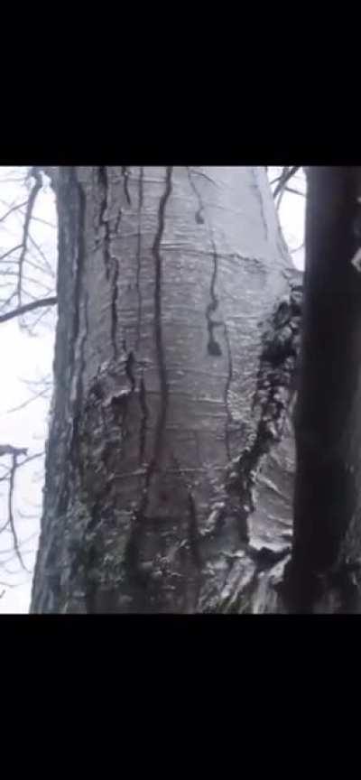 A tree covered in ice with water moving in-between the ice and the tree