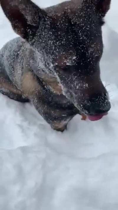 Must eat snow