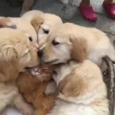 a PaCk Of DoGs ViCiOuSlY aTtAcKiNg A cAt